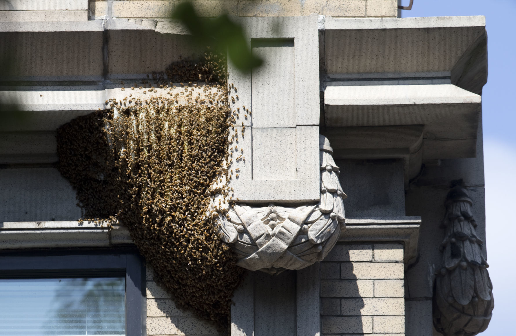 Honeybee removal